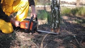 Best Tree Mulching Services  in Fairfax, CA